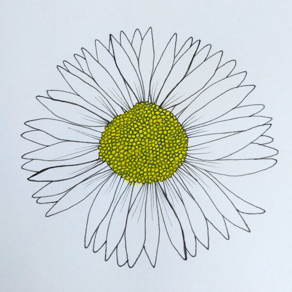 Daisy Thumbnail