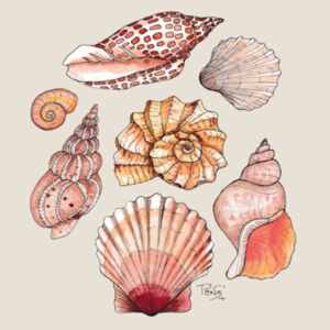 Seashells tee - AS Colour Womens Mali Tee Design