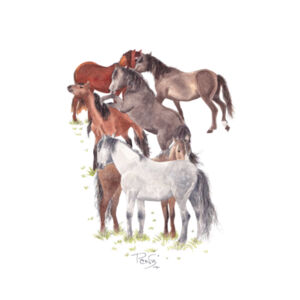 Wild Kaimanawas Charity Tee - AS Colour Womens Maple Tee Design