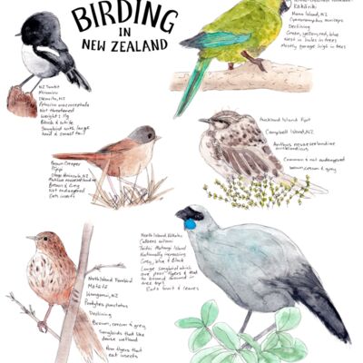 Animals + Birds Thumbnail